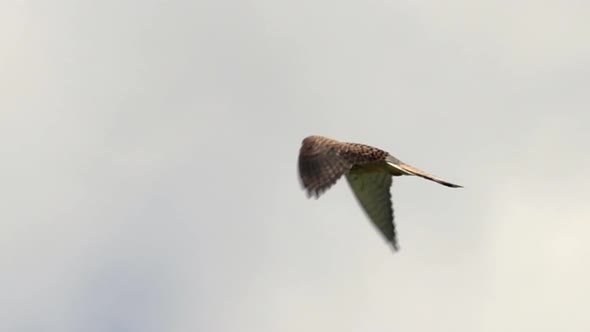 Eurasian common buzzard in flight against sky during sunny day,close up track shot