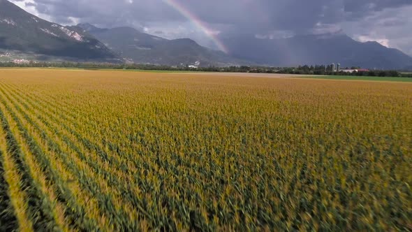 Flight over a wheat field with a rainbow