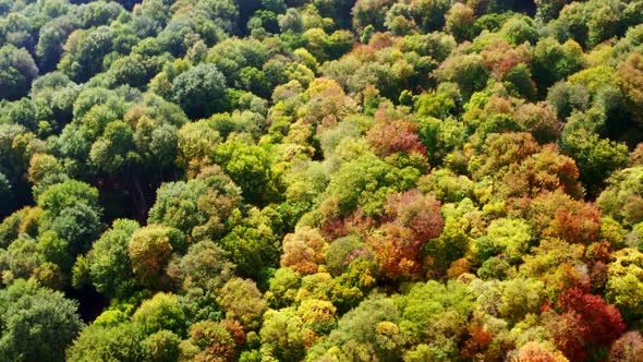 Multicolored Foliage of Plants in Deciduary Forest