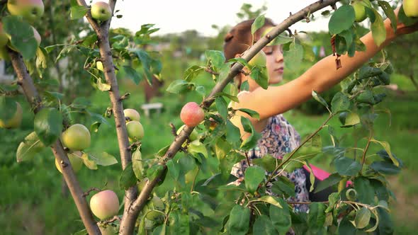 Young Attractive Girl Collecting Apples Harvest in Garden.