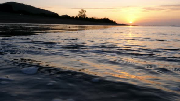 Atlantic Ridley sea Baby Turtles Crossing the Beach at Sunrise