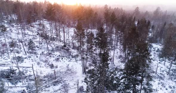 Aerial view of a forest while snowing with strong winds