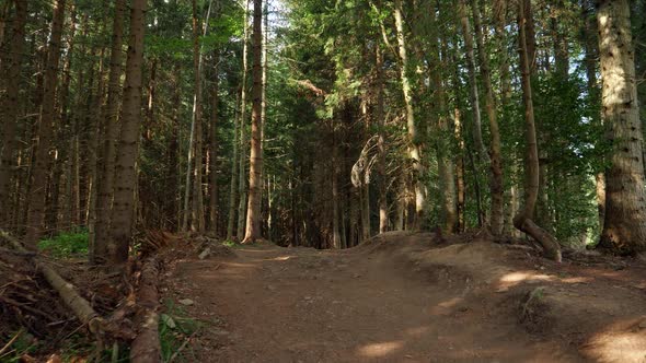 Camera Flying Over the Narrow Path Through Pine Tree Forest on Top the Mountain