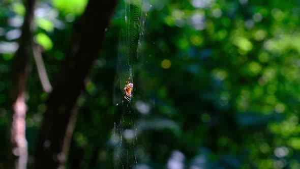 Spider Araneus Closeup on a Web Against a Background of Green Nature