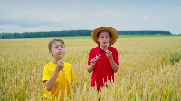 Boys blow white dandelions