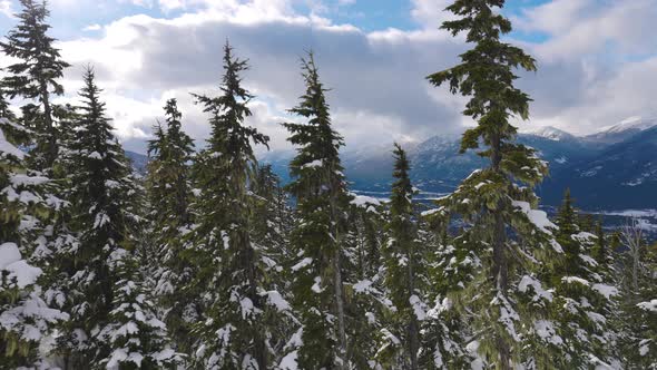 Snowy Forest on Top of the Mountains in Winter During Sunny Morning