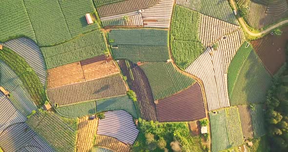 Aerial top down morning light over vegetable plantation in slope of Mount Sumbing, Indonesia