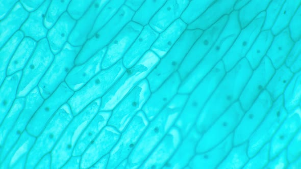 Epidermis under a microscope. Allium seale epidermis. Allium epidermis.