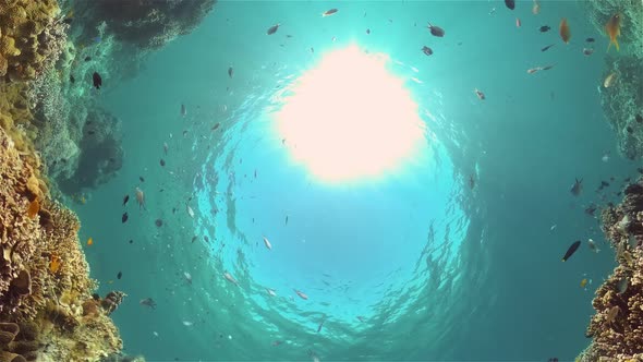 The Underwater World of a Coral Reef. Philippines.