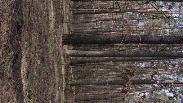 Vertical Video of Trees in a Pine Forest Slow Motion