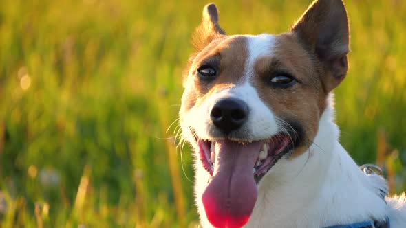 Jack Russell terrier portrait at spring.