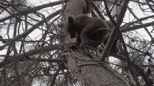 Cute and Lovely Brown Bear Cubs Go Down From the Branches of the Tree