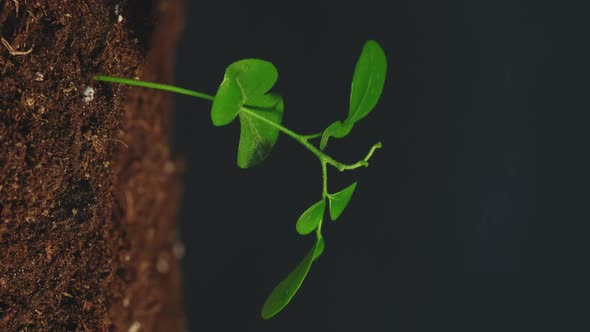 Green Plant Growth New Life Fertile Soil Vertical