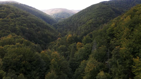 Pine Tree Forest Drone Shots Going Up