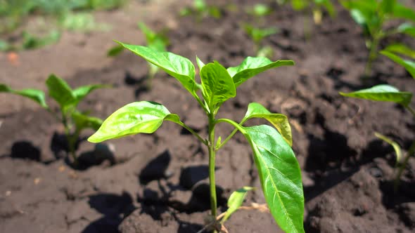 Organic Pepper Bush Growing in Fertile Soil on the Farm