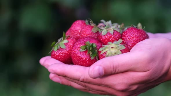 Demonstration of Ripe Strawberries Slow Motion