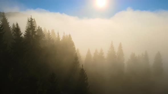 Aerial View of Bright Foggy Morning Over Dark Mountain Forest Trees at Autumn Sunrise