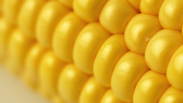 Cobs of sweet corn close up, sliding shot. Yellow sweet corn close-up macro.