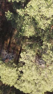 Vertical Video of a Beautiful Forest in the Afternoon Aerial View