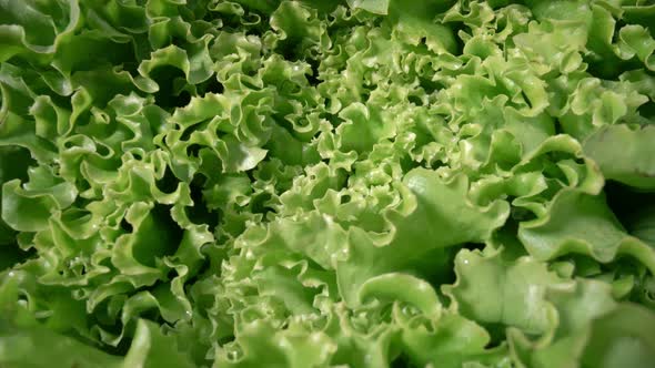 Green Organic Salad Lettuce with a White Background