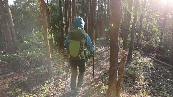 Woman hiker hiking in sunrise spring tropical forest, slow motion