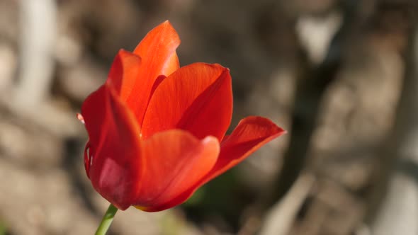 Red cultivated Tulipa gesneriana flower shallow DOF  4K 2160 30fps UltraHD footage - Didier tulip li