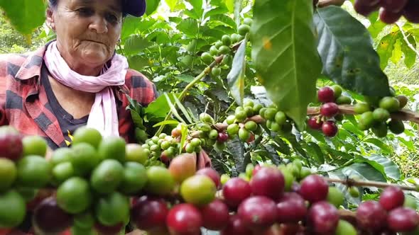 Person picking his harvested coffee on his farm