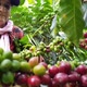 Person picking his harvested coffee on his farm - VideoHive Item for Sale