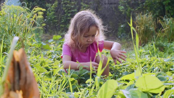 Child girl is eating strawberries sitting squatted down in the garden.