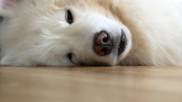A puppy of a white Samoyed dog on its side slowly falls asleep. The Samoyed dog, sleeping