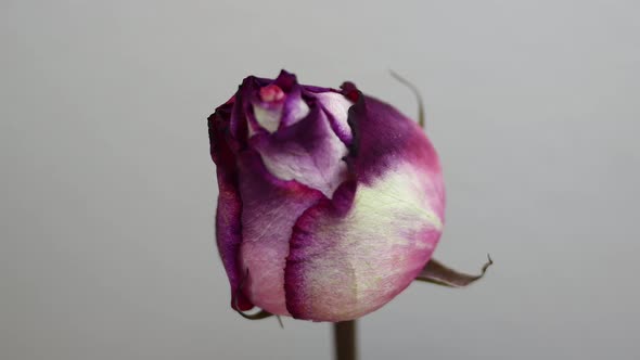 Wilted Rose slow droops in this time lapse of its final decay