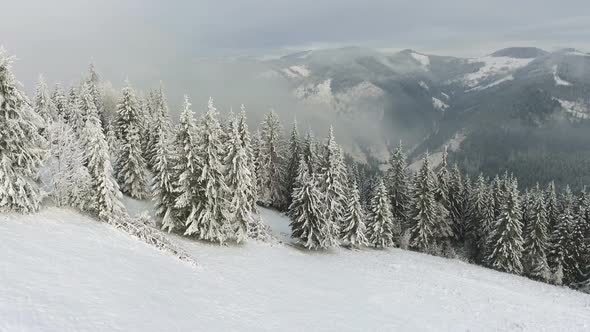 Aerial Top Down Flyover Shot of Winter Spruce and Pine Forest. Trees Covered with Snow