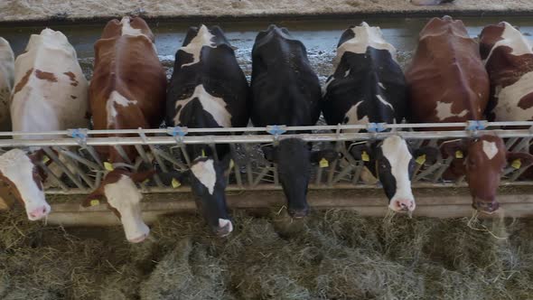 Aerial view of cows in a farm eating hay