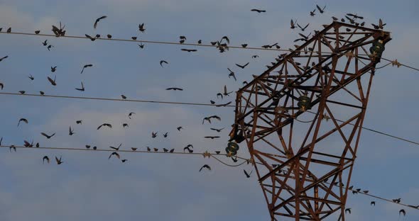 A flock of European starlings (Sturnus vulgaris) roost on overhead wires. Occitanie, France