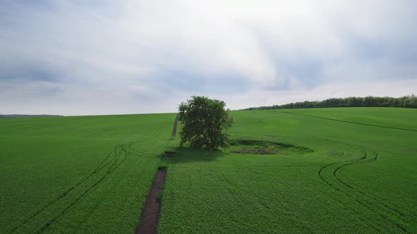 Perfect Green Grass Field Planted with Plants