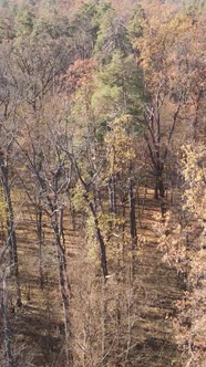 Vertical Video of an Autumn Forest During the Day