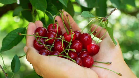 Cherries in the female hands of a farmer. Picking ripe berries on a summer day. Cherry closeup.