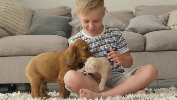 Boy plays with pets in the living room. Petting a Scottish Fold kitten and a cocker spaniel puppy