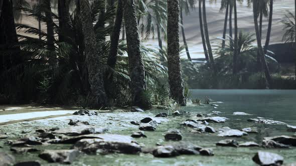 Desert Oasis Pond with Palm Trees and Plants