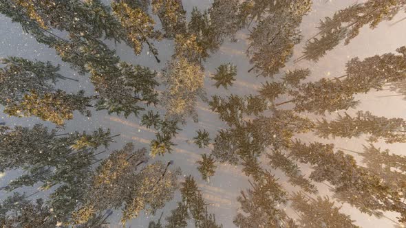 Top Down View Of The Forest In Winter