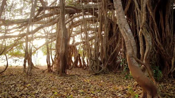 Steadicam Shot of a Beautiful Banyan Tree at Early Morning