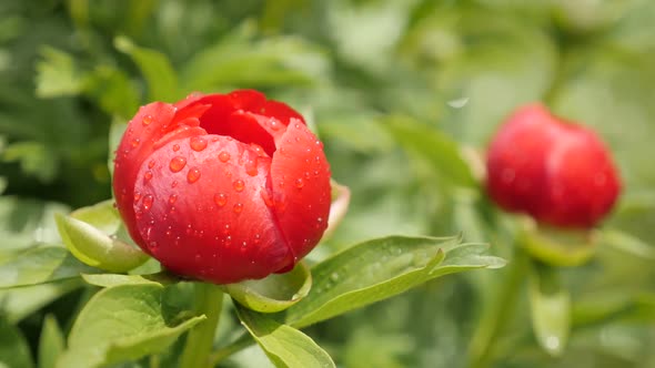 Shallow DOF red Paeonia peregrina  flower  slow-mo 1920X1080 HD footage -  Slow motion Paeoniaceae p