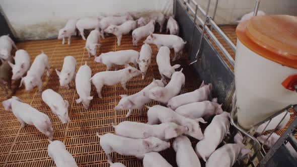 A Lot of Little Pink Piglets Running Around the Farm