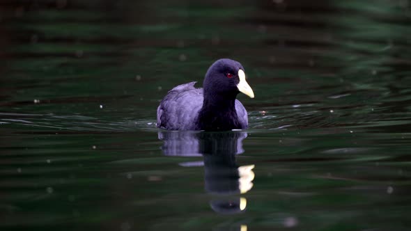 Portrait shot of a Fulica Leucoptera swimming on a lake towards camera