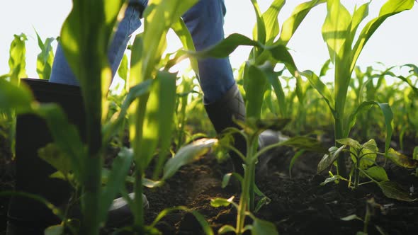 Female Feet in Rubber Boots Stepping Through the Corn Stalks on the Field at Organic Farm