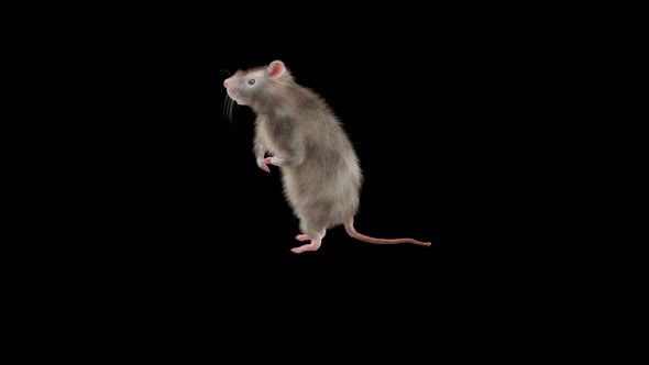 Rat Dancing