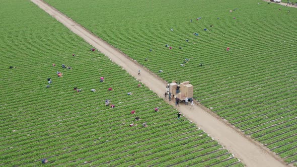  Beautiful Green Farm, USA. Aerial of People Working on the Fruit Fields, USA