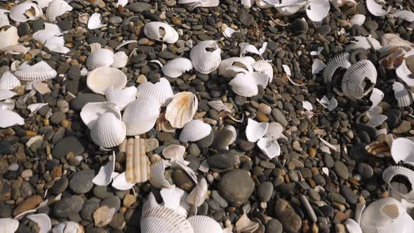 Some of the Broken Seashells in Koijigahama Beach in Tahara Japan