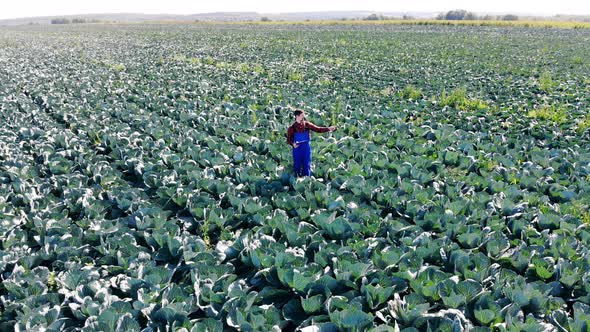 Agriculturer Is Counting Cabbage Growing in the Field