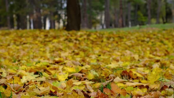 Fallen Yellow Leaves on the Ground in the Wind